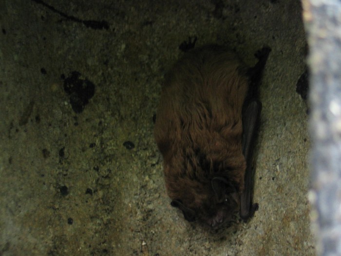 Leisler's bat in bat box