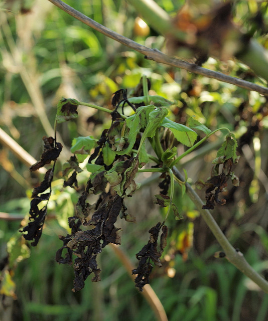 Diseased ash, May 2011 (photo by HermannFalkner/sokol, Flikr. Used under Creative Commons license