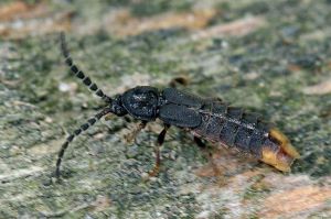 Lesser European glow worm (Phosphaenus hemipterus ) - male